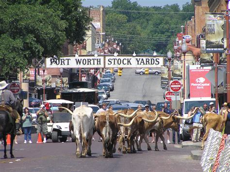 The cattle drive is a great treat & lunch at a nearby Mexican ...