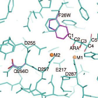 Schematic stereochemical structures of L-arabinose, L-ribulose and ...