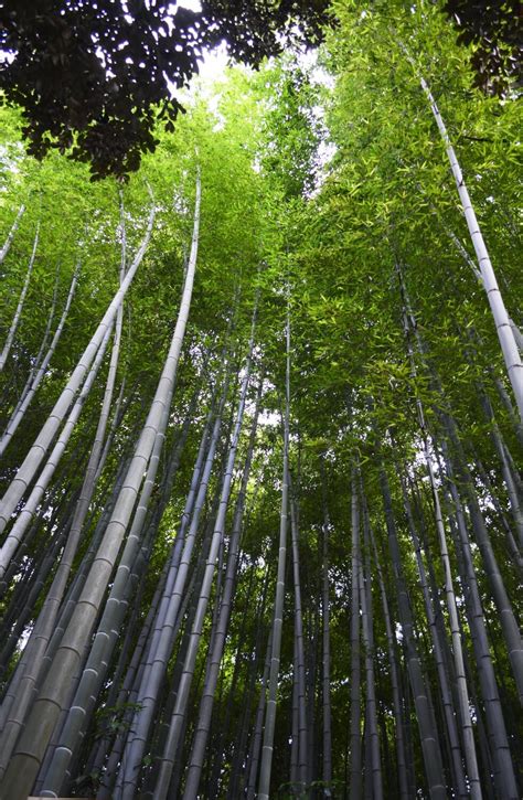 Phyllostachys edulis - Moso Bamboo