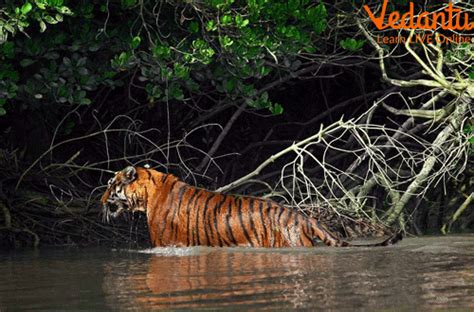 Mangrove Forests and Animals - Features, Adaptations and Examples