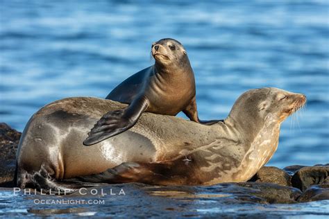 Sea Lion Mother and Pup, La Jolla, Zalophus californianus, #36580