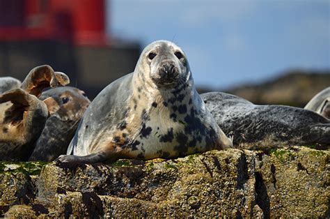 Atlantic Grey Seal