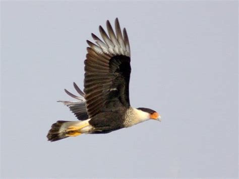 The Wildlife of Canaima National Park - Animals Network