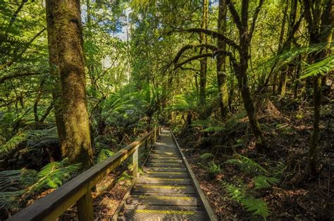 The Ultimate Guide to the Great Otway National Park | Great Ocean Road