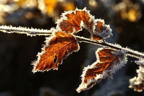 Ice Crystals Autumn Leaves Free Stock Photo - Public Domain Pictures