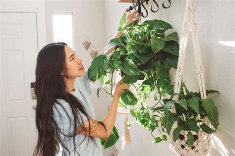 10 Indoor Climbing Plants to Grow Your Houseplant Jungle | LoveToKnow