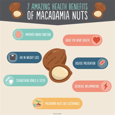 Macadamia Nuts Healthy Balanced Diet, Healthy Nuts, Healthy Snacks Recipes, Stay Healthy ...