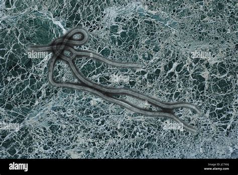 Ebola virus seen under a microscope with epidemic sign Stock Photo - Alamy