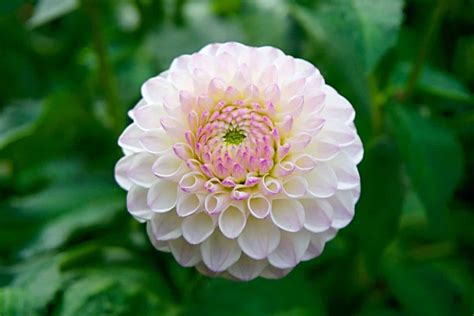 Taking care of dahlias: the trick with deadheading