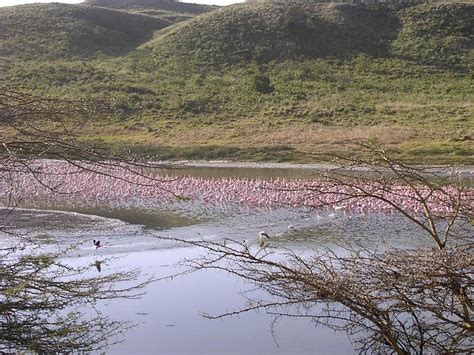 Africa Flamingo Flamingos - Free photo on Pixabay - Pixabay