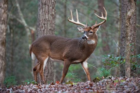 Professional Whitetail Deer Photography | Matt Hansen