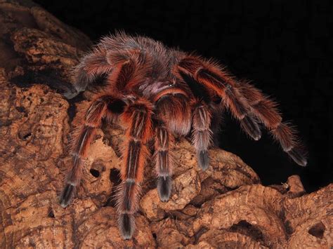 Chilean Rose Tarantula Pictures - AZ Animals