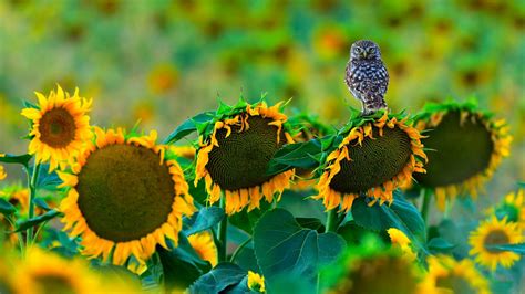 Owl Sunflowers – Bing Wallpaper Download