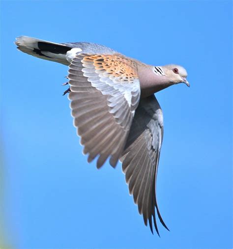 Ensuring safe passage for Turtle Doves on migration - Operation Turtle Dove