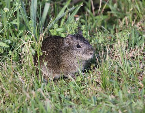 5 Fun Facts About The Brazilian Guinea Pig - The Wild Relative Of ...