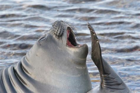 A southern elephant seal pup | Rare animals, Weird animals, Animals wild