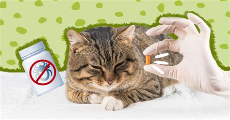 Tick Prevention For Cats: How To Protect Your Pet, According To A Vet ...