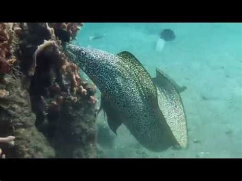 Moray Eel Attack, Florida - YouTube