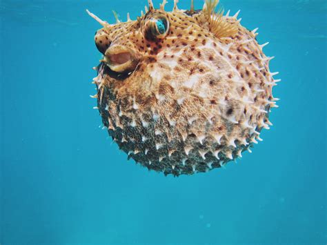 Banned: Fugu — A Delicacy 1,500 Times More Poisonous Than Cyanide | by ...