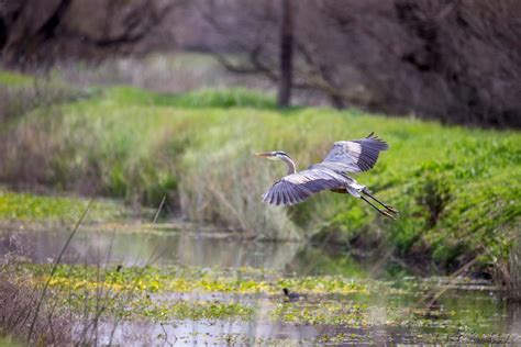 What is a Heron anyway?