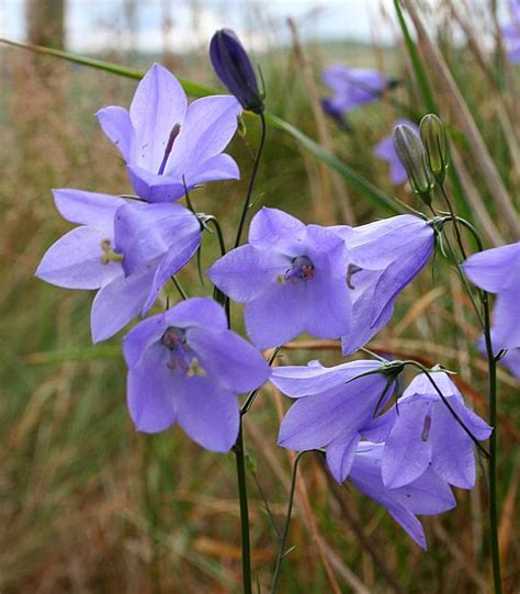 270 best British wild flowers images on Pinterest | Wild flowers ...