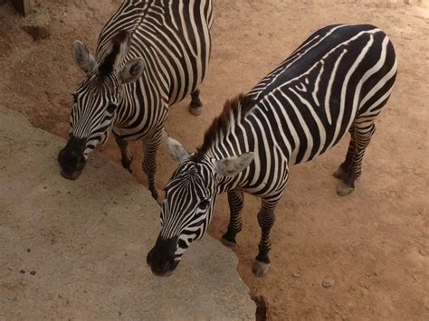 Mrs. Cox's Class: Field Trip to Metro Richmond ZOO!!