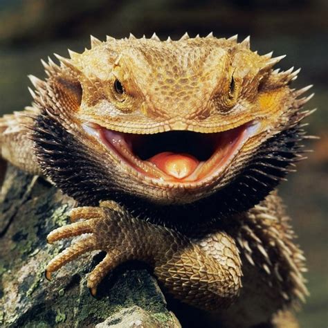 Salmonella risk? Shop owner hit employees with bearded dragon lizard | barfblog