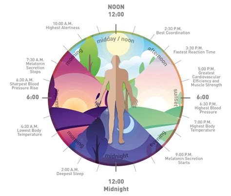 Circadian Rhythm Lighting Systems | Shelly Lighting