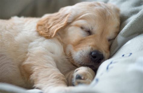 Golden Retriever Training: How To Train A Golden In 6 Weeks | All Things Dogs