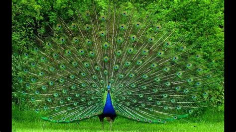 Peacock Dance Display - Peacocks Opening Feathers - YouTube