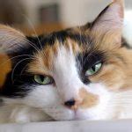 Pretty Calico Kitty | Kittens Whiskers