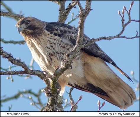 Bird Lore: Red-tailed Hawk - My Edmonds News