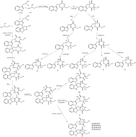 Proposed biosynthetic pathway for compounds 1-6 and 9-13. | Download Scientific Diagram