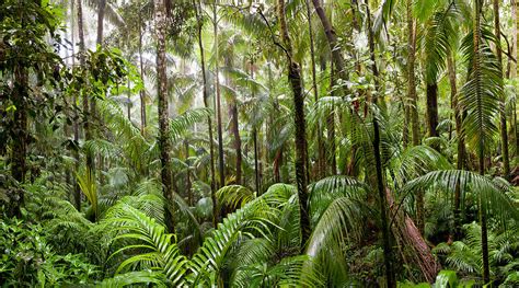 Trees In Tropical Rainforest, Eungella Photograph by Panoramic Images - Fine Art America