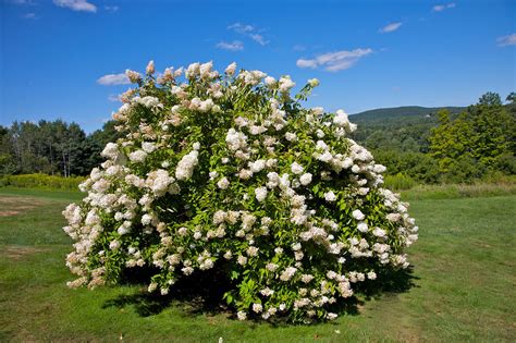 11 Best Trees and Shrubs With White Flowers