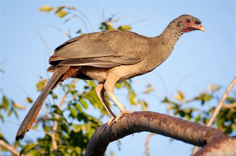 Chachalaca | Will Burrard-Lucas