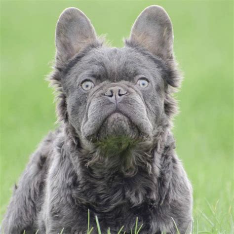 French Bulldog Studs - Fluffy Frenchie Puppy