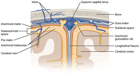 Meninges: Anatomy | Concise Medical Knowledge