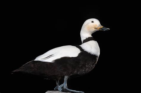 Labrador duck - Reproduction - Camptorhynchus labradorius - Masai Gallery