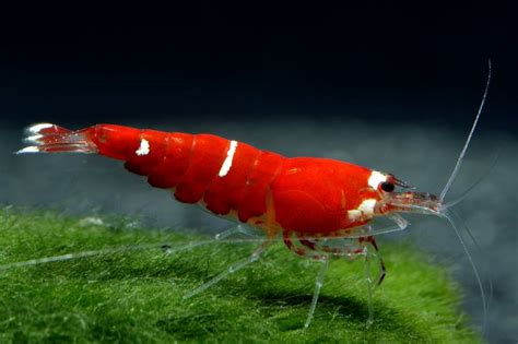 Super red crystal | Shrimp tank, Prawn shrimp, Shrimp