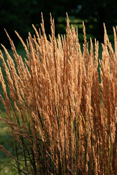 Feather Reed Grass Photograph by William Kuta | Fine Art America