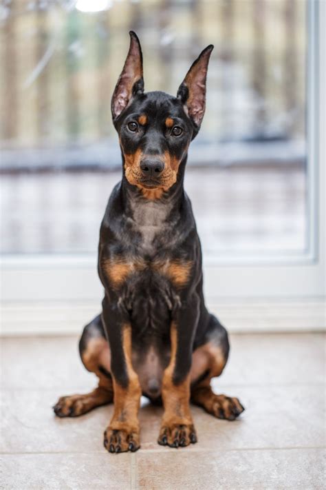 32 best German Pinscher images on Pinterest | Dog breeds, Dobermans and Dogs