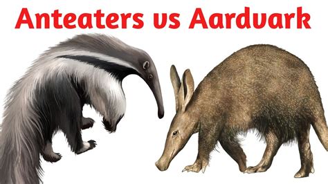 Anteaters vs Aardvark Difference in Hindi | #shorts #short | Anteaters ...