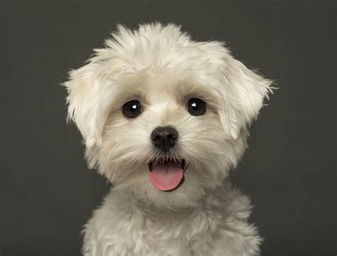 Five Hypoallergenic Puppies that are Perfect - Furry Babies