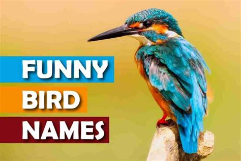 250 Funny Bird Names That Will Make You Chuckle - Red Lasso