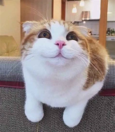 Cat : r/iboopyou