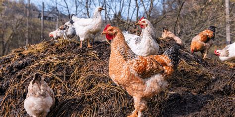 How To Safely Use Animal Manure For Fertilizer | You Should Grow