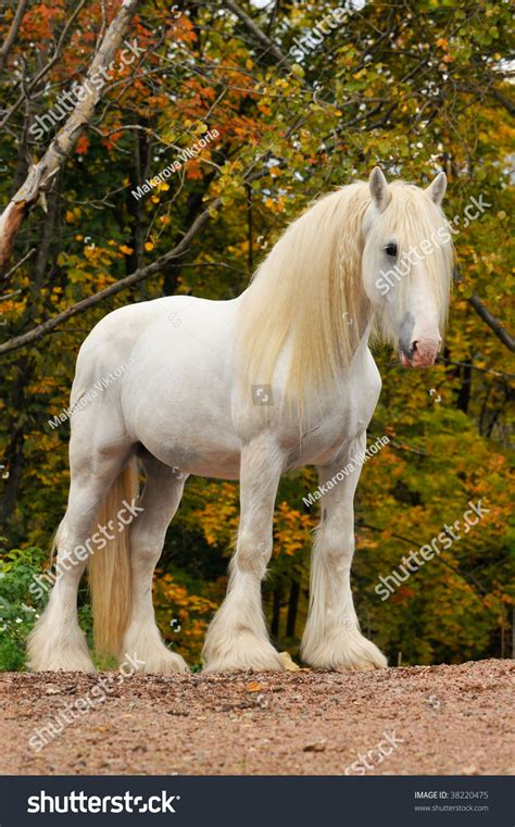 White Shire Draft Horse Portrait Autumn Stock Photo 38220475 - Shutterstock