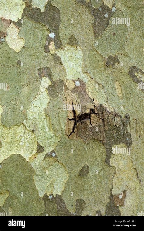 London plane tree bark hi-res stock photography and images - Alamy