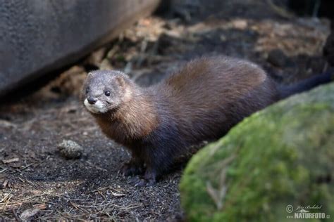 European Mink: Critically Endangered - My Animals